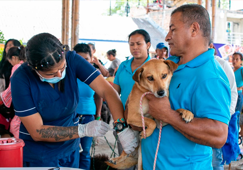 Más de 13,000 esterilizaciones gratuitas en Popayán