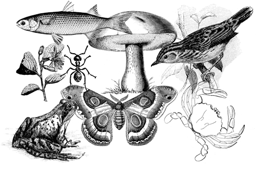 Taxonomía Taxonomía