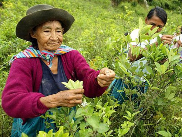 “Ancestral” es el abono orgánico producto de la coca “Ancestral” es el abono orgánico producto de la coca
