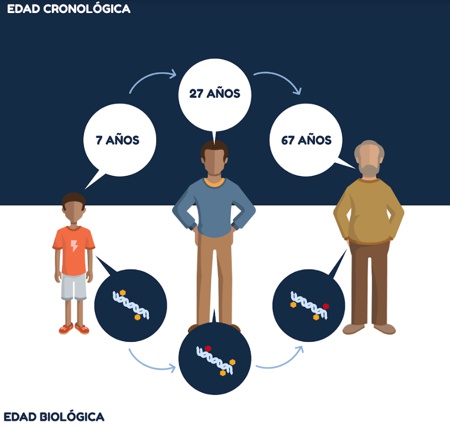 La epigenética ayuda a descubrir el gen de Matusalén
