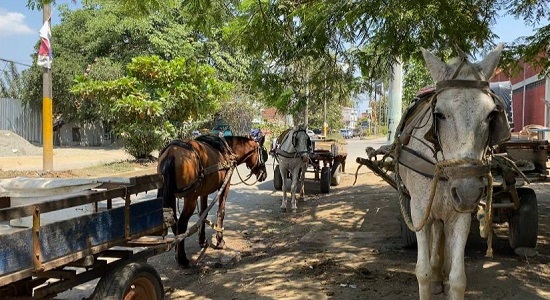 Anhelada sustitución de vehículos de tracción animal en Quilichao