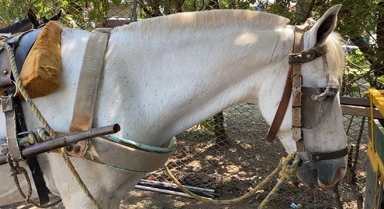 Anhelada sustitución de vehículos de tracción animal en Quilichao