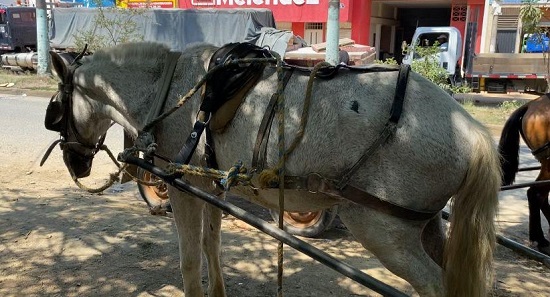 Anhelada sustitución de vehículos de tracción animal en Quilichao