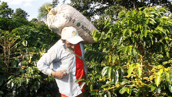 Año viejo cafetero