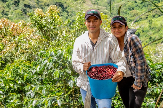 Buscan candidato(a) a la dirección del Comité de Cafeteros del Cauca