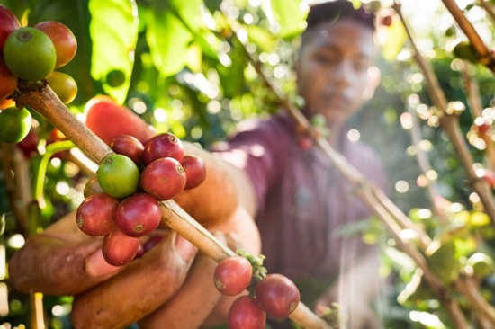 Buscan candidato(a) a la dirección del Comité de Cafeteros del Cauca