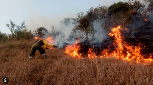 En infiernos forestales, se convierten nuestros bosques