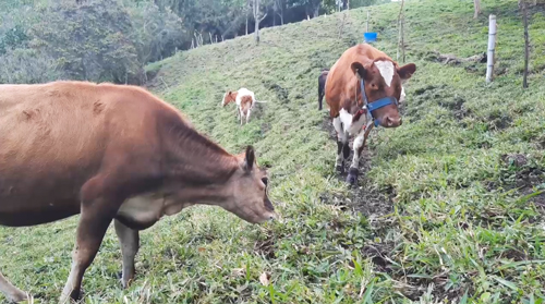En Cauca se implementan frentes de seguridad ganadera