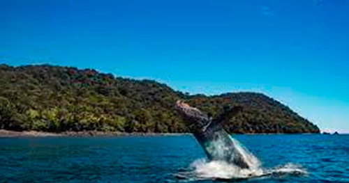 Exageran con la isla Gorgona Exageran con la isla Gorgona