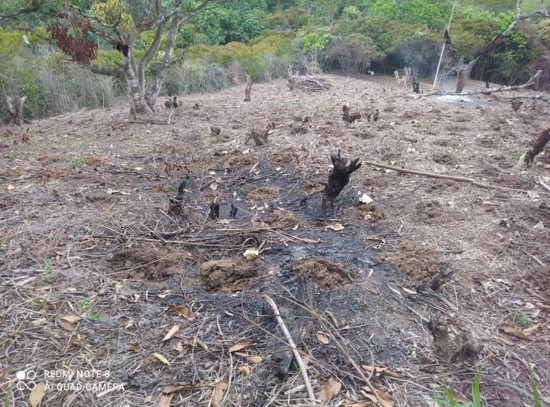 Urge preservación de “Monte Japio”, en las goteras de Quilichao. Urge preservación de “Monte Japio”, en las goteras de Quilichao.