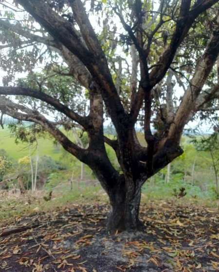 Urge preservación de “Monte Japio”, en las goteras de Quilichao. Urge preservación de “Monte Japio”, en las goteras de Quilichao.