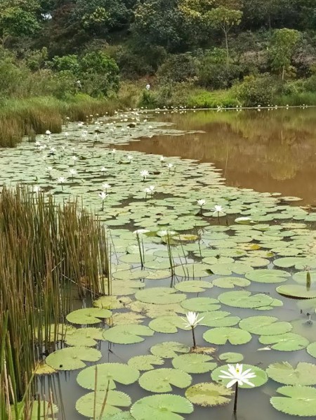 Urge preservación de “Monte Japio”, en las goteras de Quilichao. Urge preservación de “Monte Japio”, en las goteras de Quilichao.