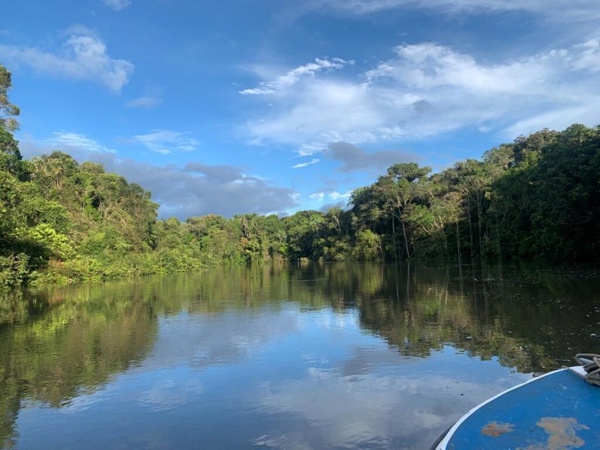 El librero de la selva El librero de la selva