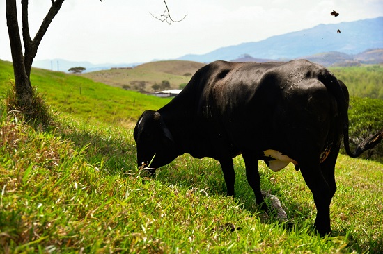 Gobierno Nacional entrega predios a comunidades negras del Cauca