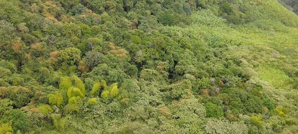 Metro Cali entregó bosque reforestado a la ciudad