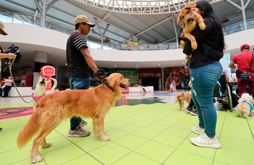 En Alianza con los peluditos y la fauna urbana