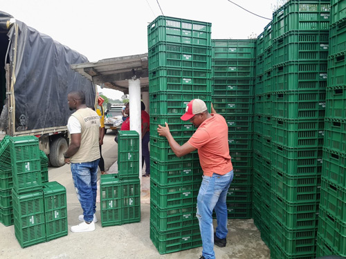 Villa Rica fortalece cultivos de plátano