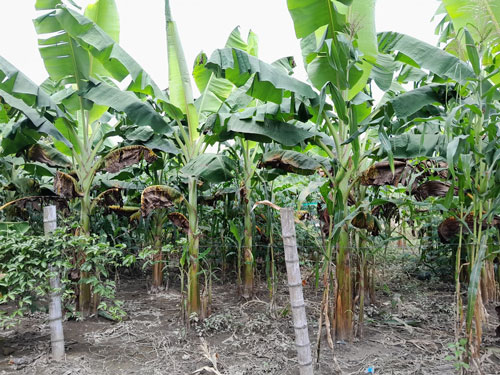 Villa Rica fortalece cultivos de plátano