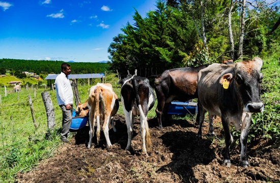 Comunidades negras del Cauca potencian sus proyectos de ganadería sostenible y popular.