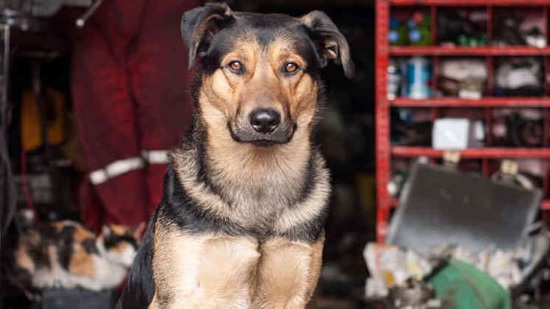 Más firme que perro de taller Más firme que perro de taller