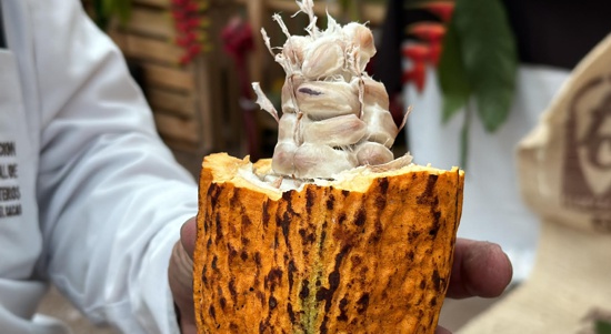 Cacao Fest 2024: Éxito en la promoción del cacao caucano y su diversificación económica. Cacao Fest 2024: Éxito en la promoción del cacao caucano y su diversificación económica.