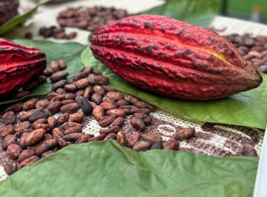 Cacao Fest 2024: Éxito en la promoción del cacao caucano y su diversificación económica. Cacao Fest 2024: Éxito en la promoción del cacao caucano y su diversificación económica.