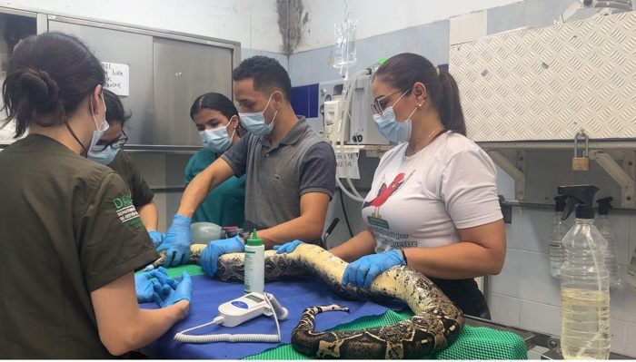 DAGMA realizó cirugía vital para salvar a boas afectadas con un virus DAGMA realizó cirugía vital para salvar a boas afectadas con un virus