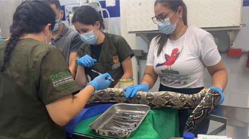 DAGMA realizó cirugía vital para salvar a boas afectadas con un virus DAGMA realizó cirugía vital para salvar a boas afectadas con un virus