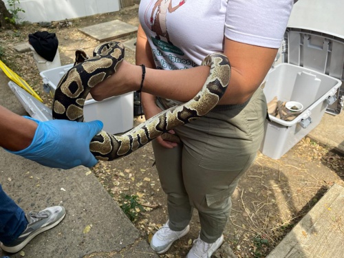 DAGMA realizó cirugía vital para salvar a boas afectadas con un virus DAGMA realizó cirugía vital para salvar a boas afectadas con un virus