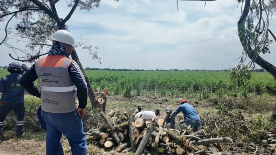 Tala de samanes desata furia antes de la COP16