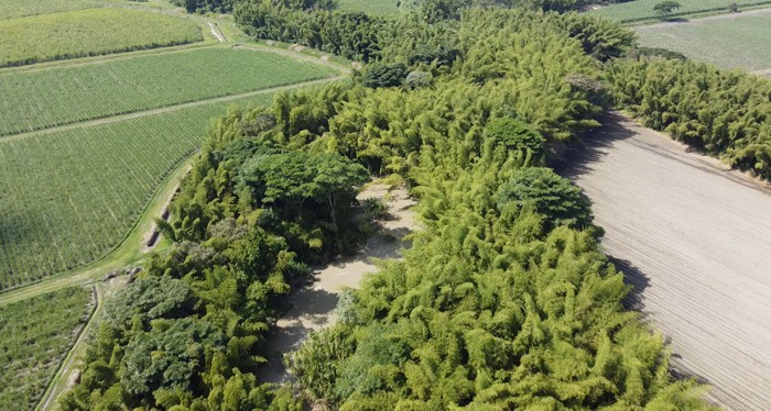 Agroindustria de la caña anuncia gran corredor biodiverso en el río Cauca Agroindustria de la caña anuncia gran corredor biodiverso en el río Cauca