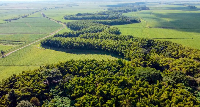 Agroindustria de la caña anuncia gran corredor biodiverso en el río Cauca Agroindustria de la caña anuncia gran corredor biodiverso en el río Cauca