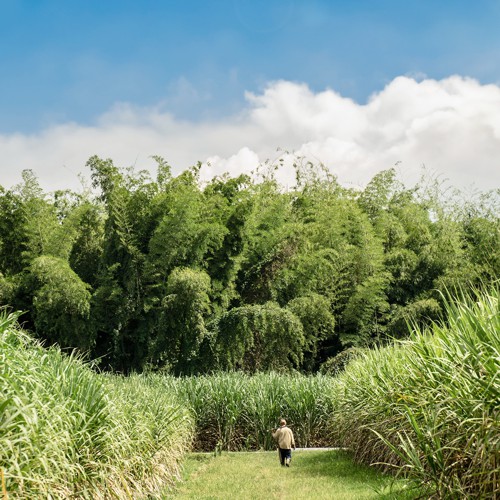 Agroindustria de la caña anuncia gran corredor biodiverso en el río Cauca Agroindustria de la caña anuncia gran corredor biodiverso en el río Cauca