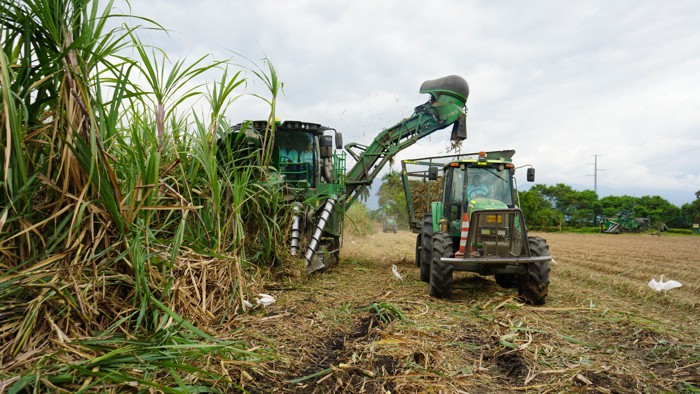 Agroindustria de la caña anuncia gran corredor biodiverso en el río Cauca Agroindustria de la caña anuncia gran corredor biodiverso en el río Cauca