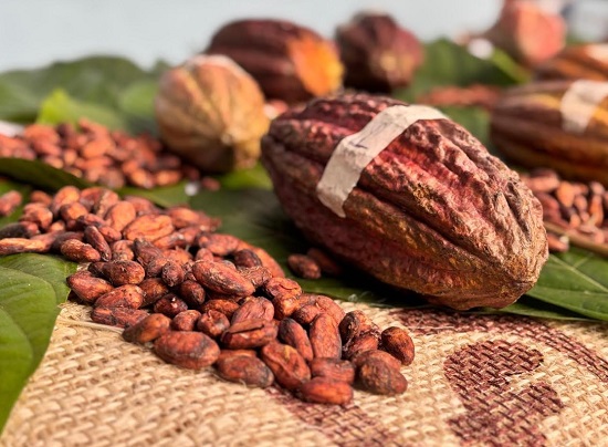 Cauca apunta a ser líder en la producción de cacao: Oportunidades y retos para el futuro. Cauca apunta a ser líder en la producción de cacao: Oportunidades y retos para el futuro.
