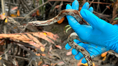 Rescatan y liberan fauna silvestre en el Pacífico Vallecaucano