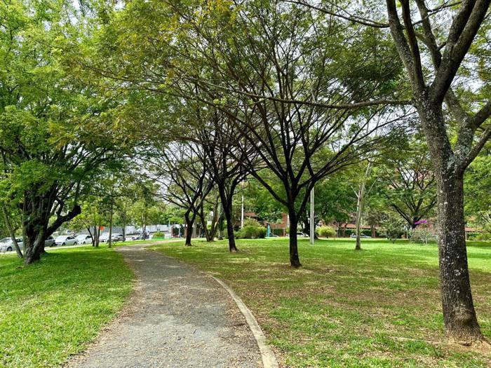 La Red de Bosques Urbanos del Dagma fue destacada a nivel mundial La Red de Bosques Urbanos del Dagma fue destacada a nivel mundial