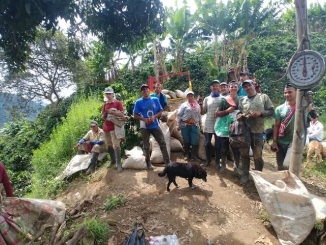 Cauca fortalece su liderazgo cafetero con producción récord Cauca fortalece su liderazgo cafetero con producción récord