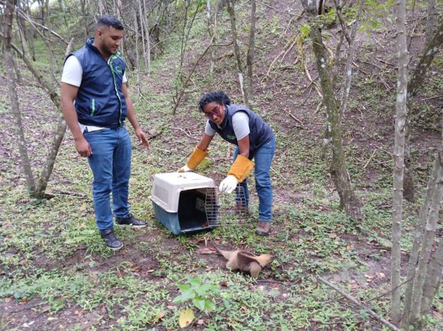 Rescate y liberación de un oso hormiguero en Mercaderes