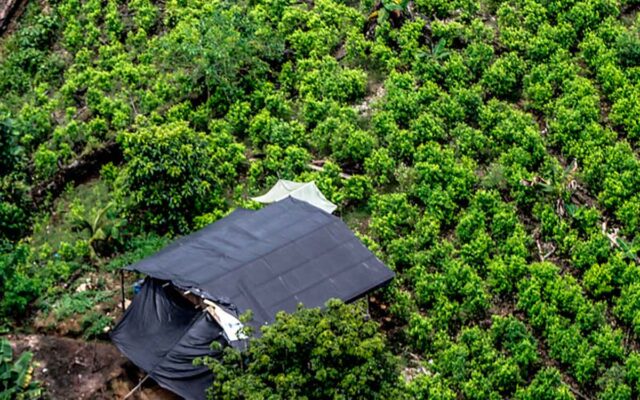 Colombia pide a la ONU eliminar la hoja de coca Colombia pide a la ONU eliminar la hoja de coca