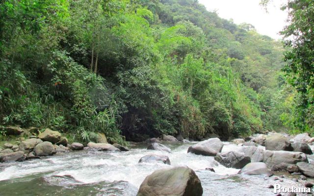 Investigan mortandad de peces en el río Sonso