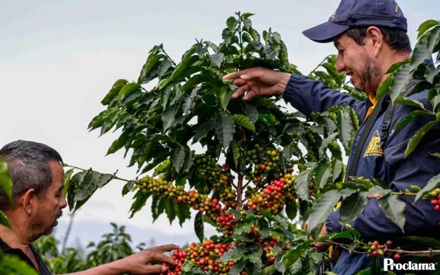 El Cauca entra en su temporada cafetera clave