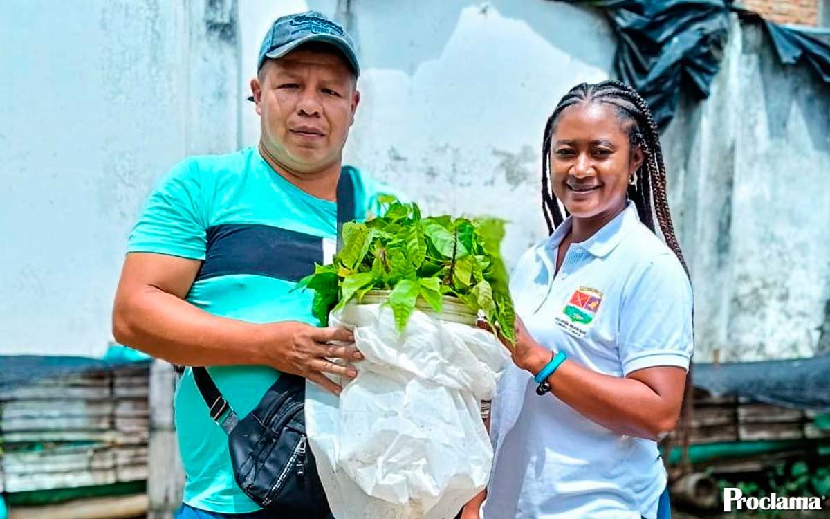 Caloto expande hectáreas de cacao Caloto expande hectáreas de cacao