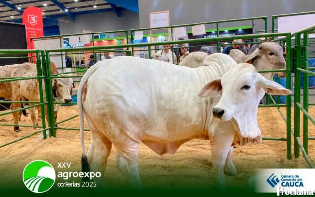 Agroexpo 2025 abre puertas a empresarios del Cauca