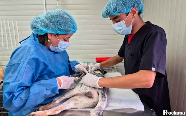 Popayán esteriliza a 130 mascotas gratuitas