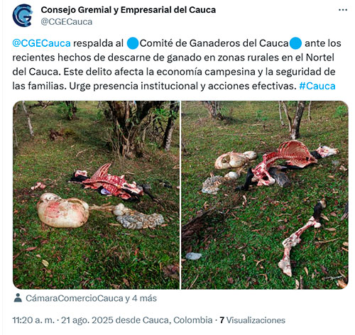 Alertan por descarne ilegal de ganado en Cauca Alertan por descarne ilegal de ganado en Cauca