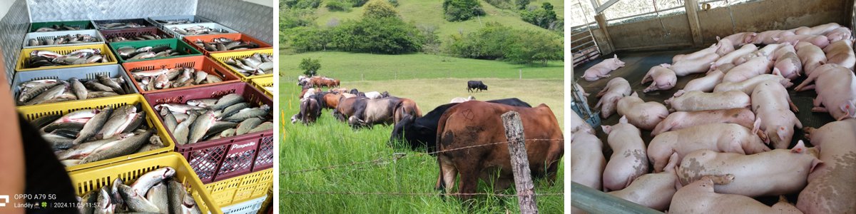 Avanzan proyectos productivos de reinsertados de las FARC