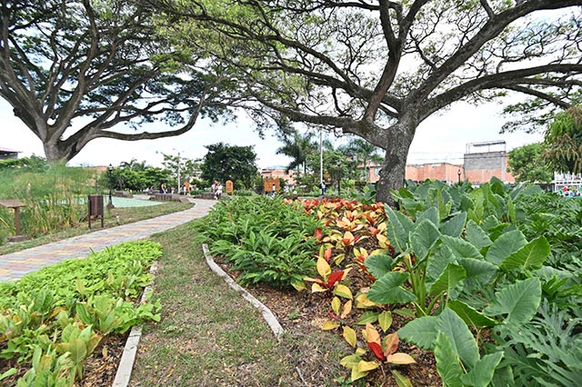 El Samán, el nuevo bosque urbano que florece en El Cerrito