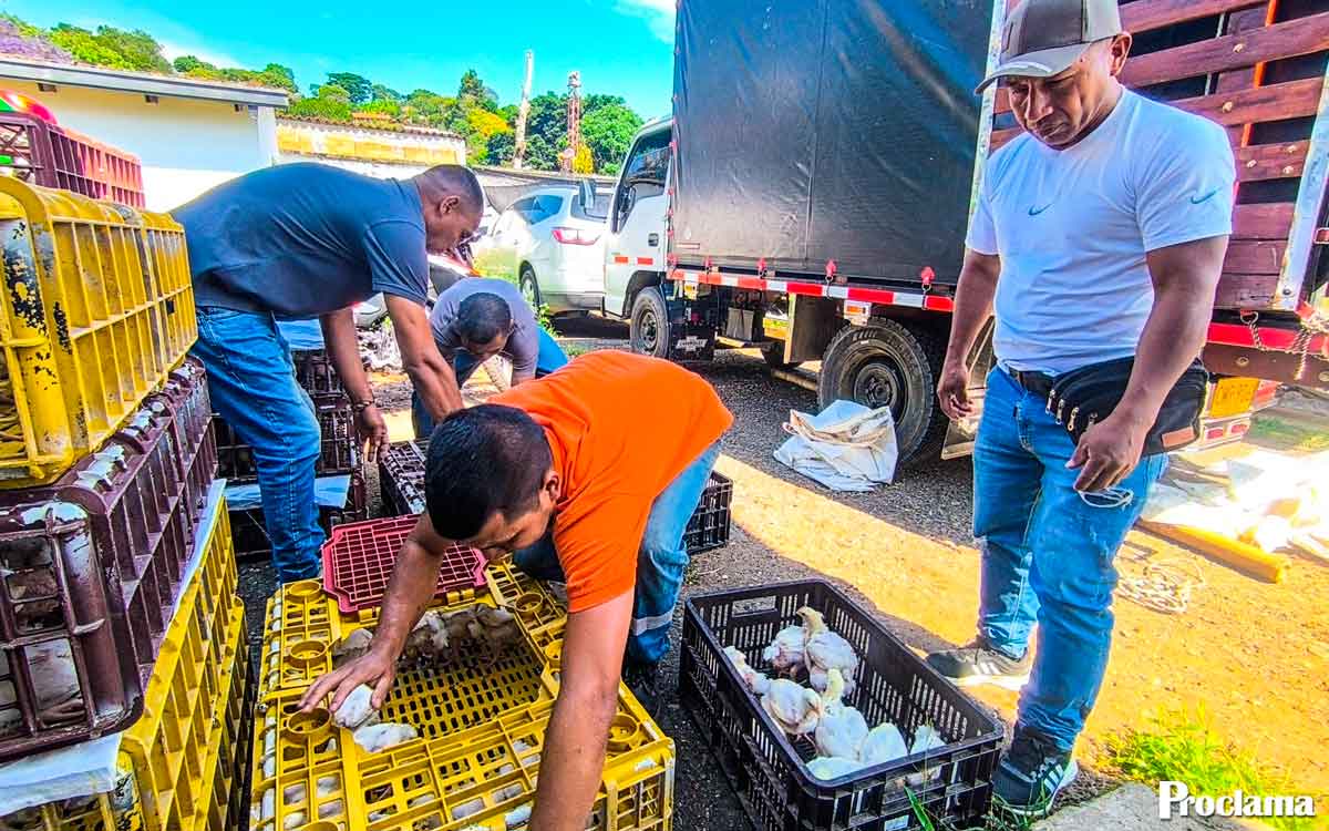 Caloto entregó unidades productivas de pollos de engorde