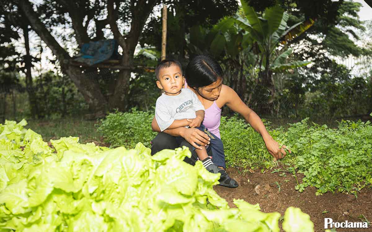 Huertas interculturales en Caloto siembran soberanía alimentaria Huertas interculturales en Caloto siembran soberanía alimentaria